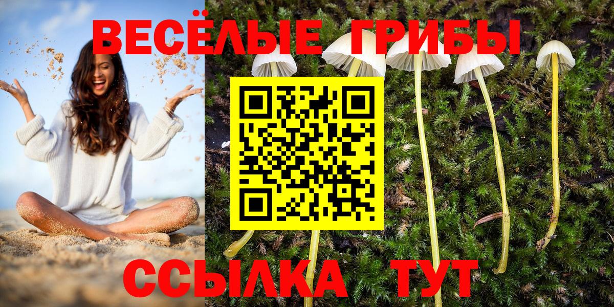 Курчалой  Галлюциногенные грибы Cubensis  Вход с VPN 